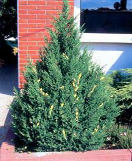 Можжевельник китайский  Вариегата  Juniperus chinensis Variegata